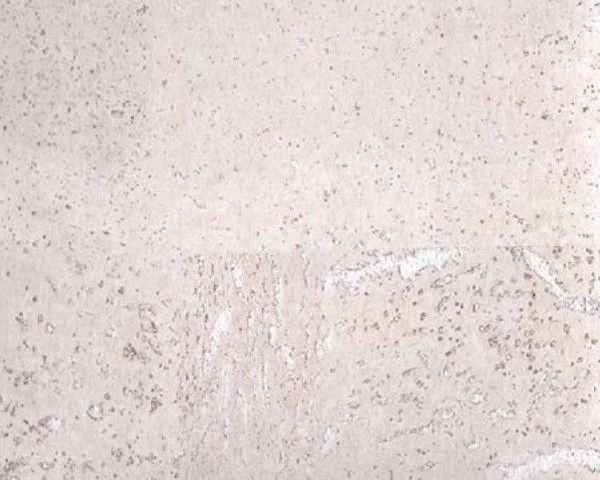 Настенное пробковое покрытие CorkArt PW 386 WS в Ростове-на-Дону